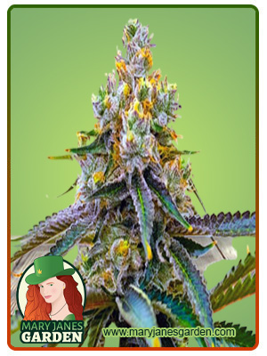 Amnesia Purple Marijuana Seeds