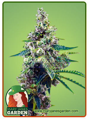 Blueberry Marijuana Seeds 1