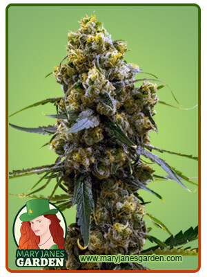 Bruce Banner Fem Marijuana Seeds