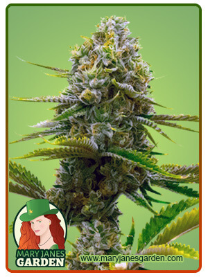 Bubblegum Marijuana Seeds