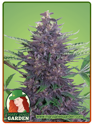 Purple Kush Autoflower