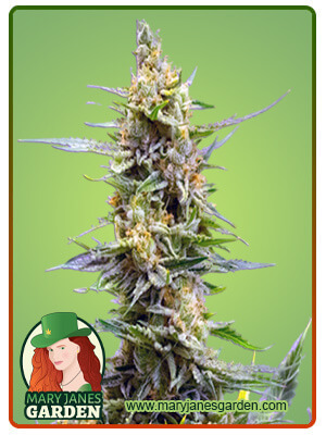 Strawberry Kush Marijuana Seeds