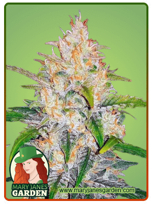 Zkittlez fem Marijuana Seeds