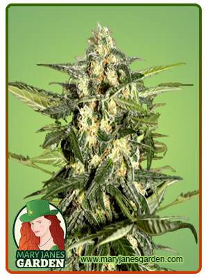 Jack Herer Marijuana Seeds