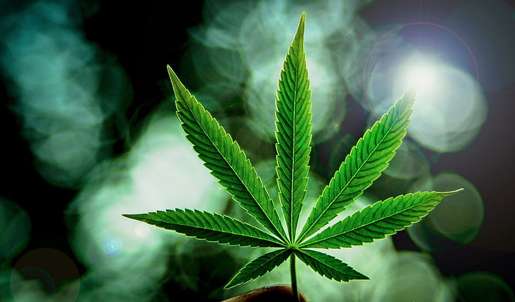 420 cannabis marijuana weed wallpaper preview 1