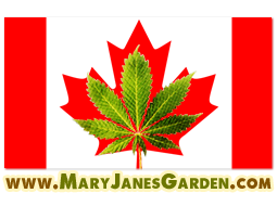 Marijuana Canada