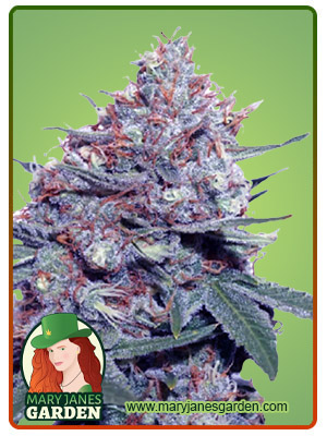 Dwarf King Autoflower Marijuana Seeds