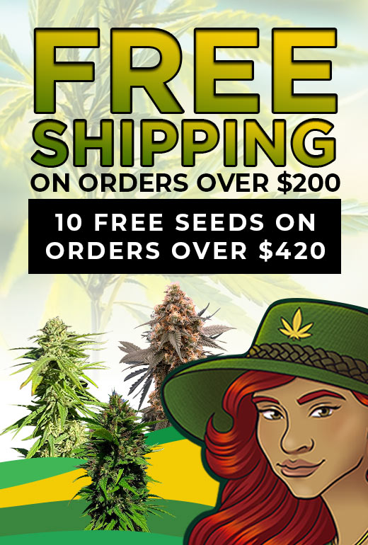 marijuana seeds default