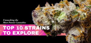 Most Potent Cannabis Strains
