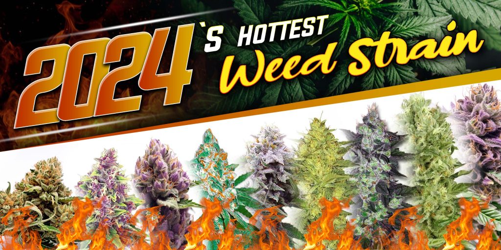 Best Weed Strains 2024