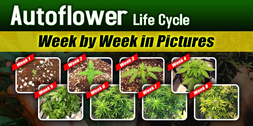 Autoflower Week by Week Pictures