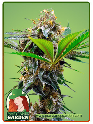 Auto CBD Cheese-image