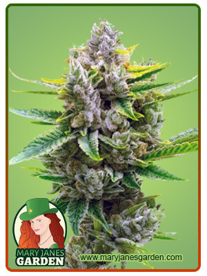 Auto CBD Critical Mass-image