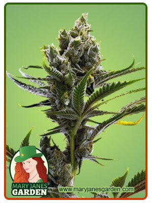 Auto CBD Haze-image