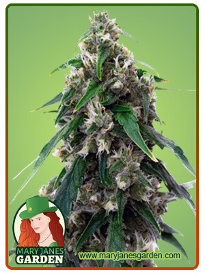 Black Water Purple OG Cheese-image