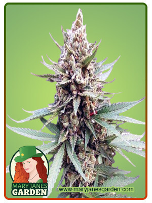 Blue OG-image