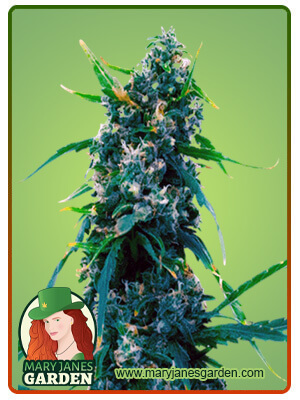 Blue Widow-image