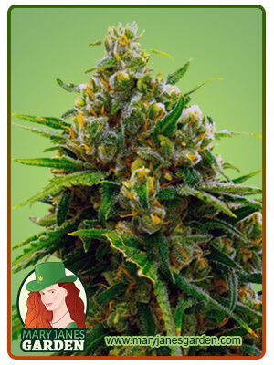 Cinderella99-image