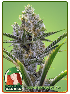 Critical 2 0 Marijuana Seeds