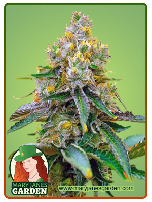 Critical 47-image