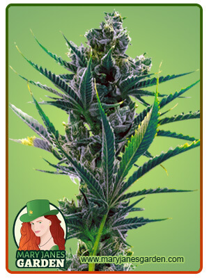 Critical Blue-image