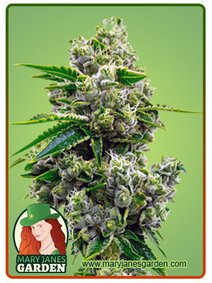 Critical Jack-image