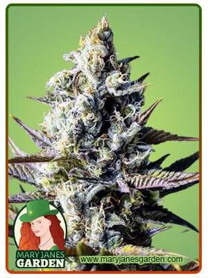 Critical Kush-image