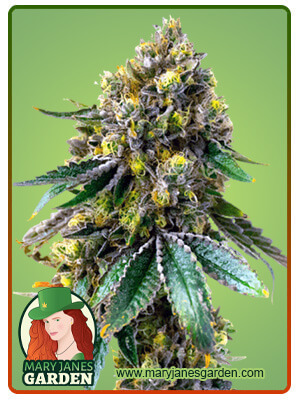 Critical +-image