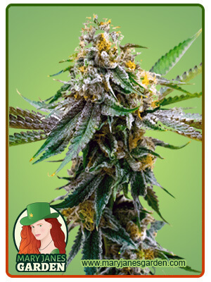 Critical Northern Lights-image