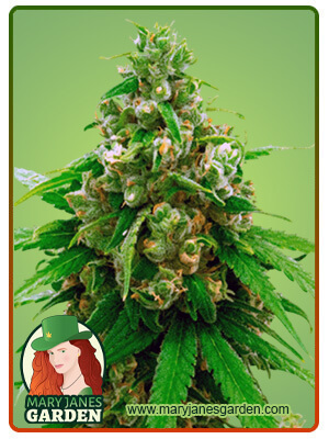 Critical Widow-image