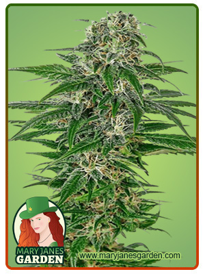 Early Skunk-image