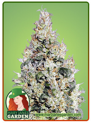 Exodus Cheese-image