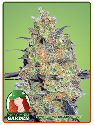 Fire OG-image
