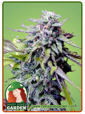 Grandaddy Purple-image