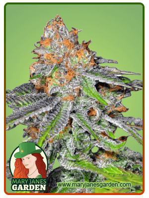 Grape Ape-image