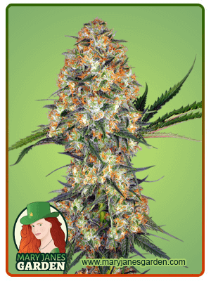 Hindu Kush-image