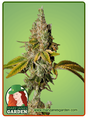Legend OG-image