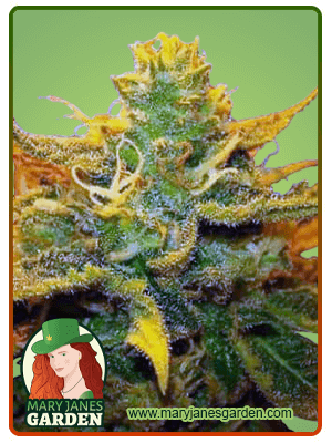 Mango Kush-image