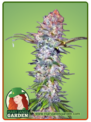 Mexican Haze-image
