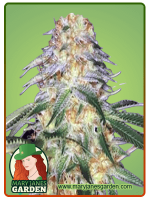 Monkey OG-image