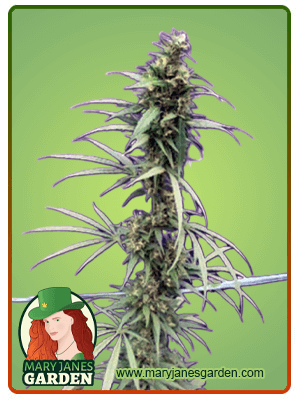 Neville's Haze-image