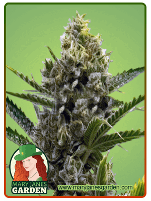 Nicole Kush-image
