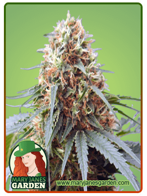 Northern Lights #10-image