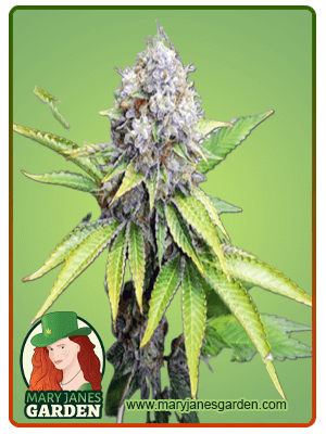 OG Kush-image