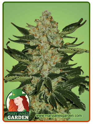 Oregon Underdawg-image