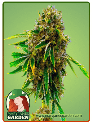 Pineapple Haze-image