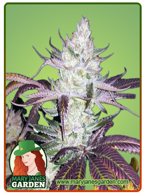 Platinum Cookies-image