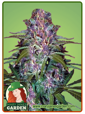 Pure Haze-image
