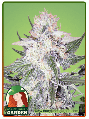 Purple Haze-image