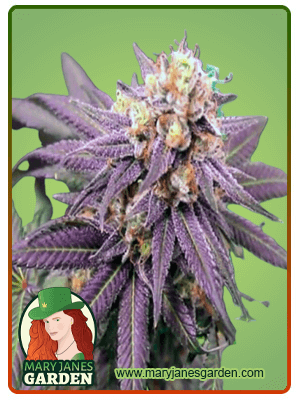 Purple Punch-image